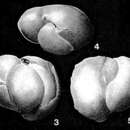 Image of Hechtina praeantiqua Bartenstein & Brand 1949