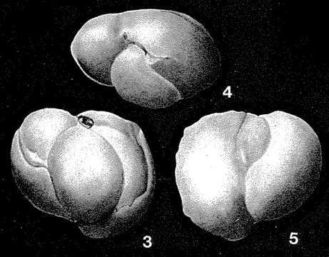 Image of Hechtina praeantiqua Bartenstein & Brand 1949