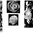 Image of Nummofallotia cretacea (Schlumberger 1900)