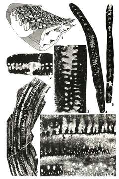 Image of Pseudobroeckinella soumoulouensis Deloffre & Hamaoui 1969