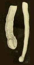 Image of Tubinella inornata (Brady 1884)