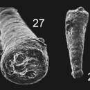 Image of Tubinella pseudoinornata Copestake & Johnson 2014