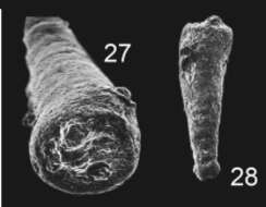 Image of Tubinella pseudoinornata Copestake & Johnson 2014