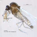 صورة Culicoides albicans (Winnertz 1852)