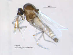 Image of Culicoides albicans (Winnertz 1852)