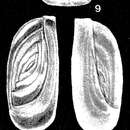 Imagem de Subedentostomina lavelaensis McCulloch 1981