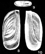 Image of Subedentostomina lavelaensis McCulloch 1981