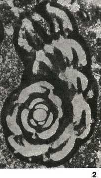 Image of Cuvillierinella salentina Papetti & Tedeschi 1965