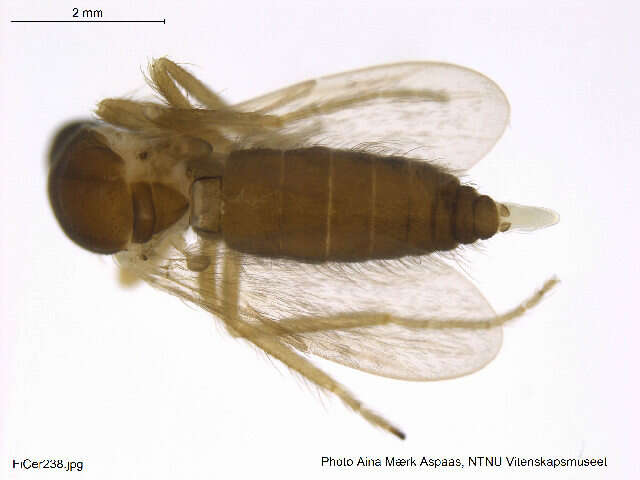 Image of Forcipomyia nigrans Remm 1962