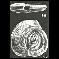 Image of Neospiroloculina espirituensis McCulloch 1977