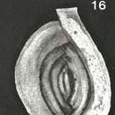Image of Cribrospiroloculina samoaensis McCulloch 1977