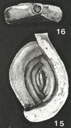 Image of Cribrospiroloculina samoaensis McCulloch 1977