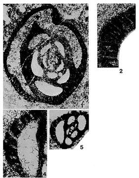 Image of Miliolipora cuvillieri Brönnimann & Zaninetti 1971