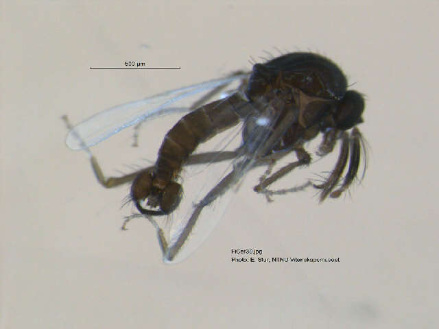 Image of <i>Brachypogon nitidulus</i>