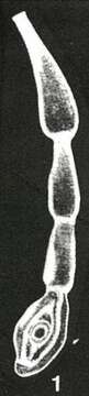 Image of Rectospiroloculina duncanensis McCulloch 1977