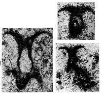 Plancia ëd Cucurbita infundibuliformis Jablonský 1973