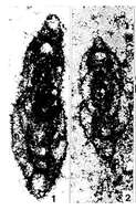 Image of Bispiranella subcarinata Samuel, Salaj & Borza 1981