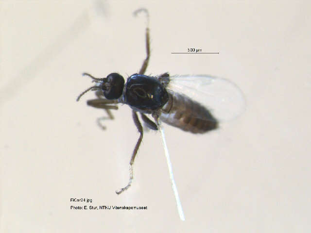 Image of <i>Brachypogon nitidulus</i>