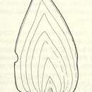 Image of Frondicularia cordata Roemer 1841