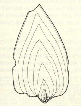 Image of Frondicularia cordata Roemer 1841