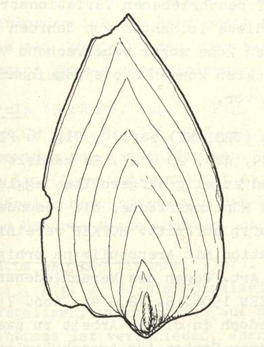 Image of Frondicularia cordata Roemer 1841