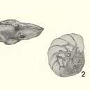 Image of Pararotalia litoralis Koch 1973