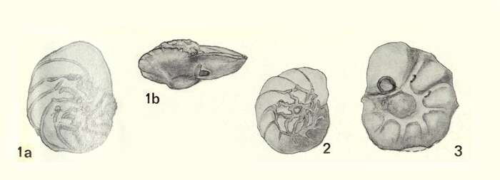 Image of Pararotalia litoralis Koch 1973