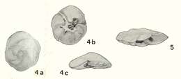 Image of Pararotalia hammi Koch 1973