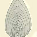 Image of Neoflabellina santonica Koch 1973