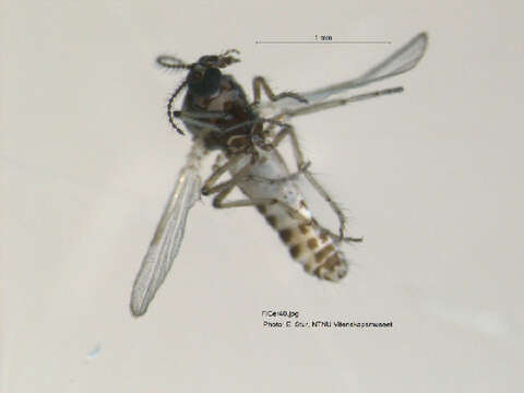 Image of Dasyhelea pallidiventris (Goetghebuer 1931)
