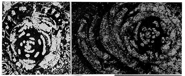 Image de Kamurana bronnimanni Altiner & Zaninetti 1977