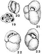 Scythiloculina confusa Neagu 1984 resmi