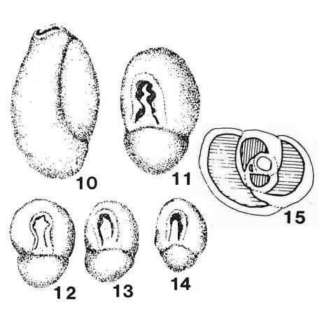 Image of Istriloculina eliptica (Iovcheva 1962)