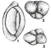 Image of Axiopolina granumfestucae Neagu 1984