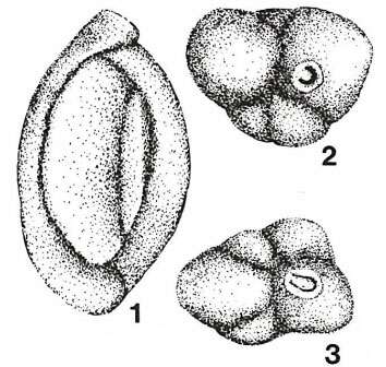 Image de Axiopolina granumfestucae Neagu 1984