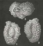 Image of Agglutinella soriformis El-Nakhal 1983