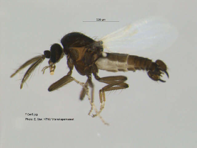 Image of <i>Brachypogon nitidulus</i>