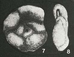 Слика од Flintinella volhynica Didkovskiy 1960