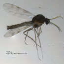 Image of Culicoides grisescens