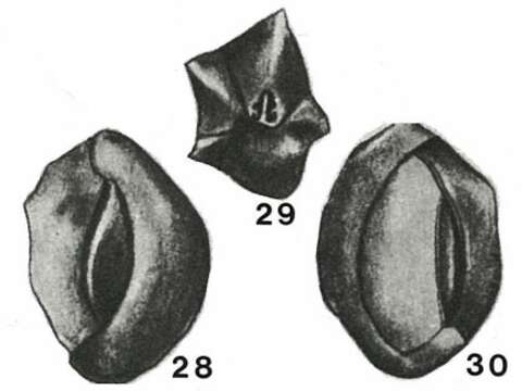 Image of Podolia lyra (Serova 1955)