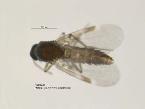 Image of Culicoides fascipennis (Staeger 1839)