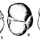 Слика од Mandorovella miocenica de Klasz, Le Calvez & Rérat 1969