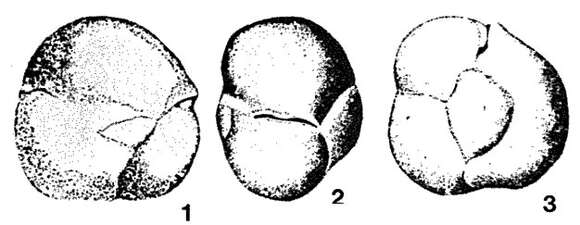 Image of Mandorovella miocenica de Klasz, Le Calvez & Rérat 1969