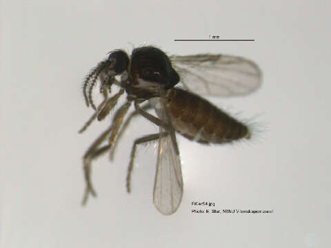 Image of Forcipomyia ciliata (Winnertz 1852)