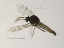 Image of Culicoides grisescens