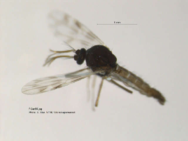 Image of Culicoides grisescens