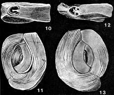 Image of Massilinoides hancocki McCulloch 1977