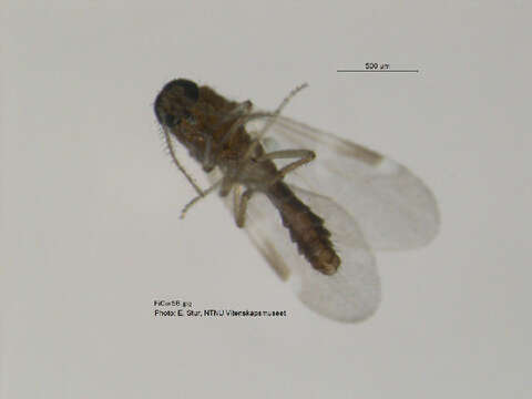 Image of Culicoides fascipennis (Staeger 1839)