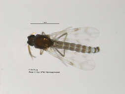 Image of Culicoides grisescens