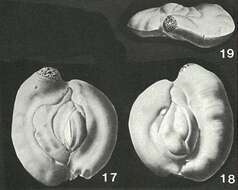 Image of Heterillina guespellensis Schlumberger 1905